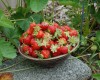 Strawberries harvested Jun 1st