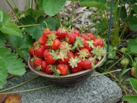 Strawberries harvested Jun 1st