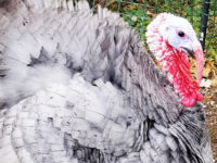 Tom, the Blue Slate Turkey